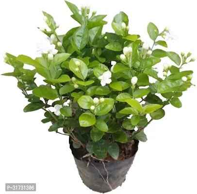 Jasmine Plant with Pot - Low Maintenance Houseplant-thumb0