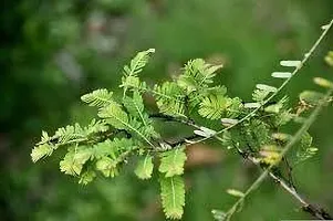 Indian Gooseberry Plant - Amla Variety-thumb2