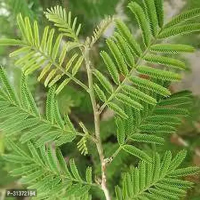 Prosopis Cineraria for Home  Garden-thumb0