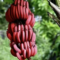 Fresh Musa Basjoo Banana Tree - Cold Hardy Variety-thumb1