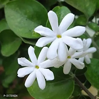 Potted Jasmine Plant - Ideal for Patios and Gardens-thumb0