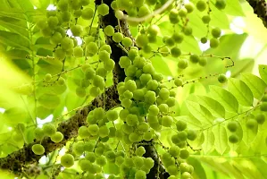 Fast-Fruiting Amla Plant - Quick Harvest-thumb2