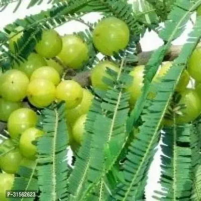 Soil-Free Amla Plant - Hydroponic Growing-thumb0