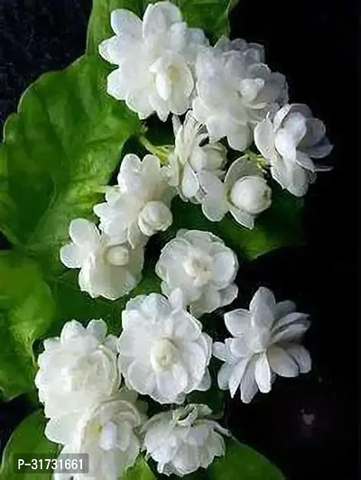 Indoor Jasmine Plant for Fresh Air-thumb0