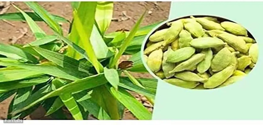 Cardamom Plant - Live Aromatic Herb-thumb0