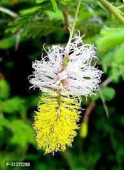 Sacred Shami Plant in Stylish Pot-thumb0