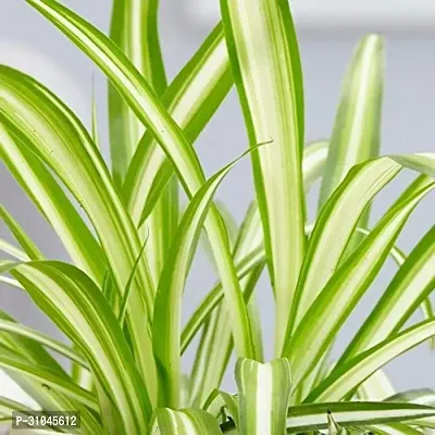 Spider Plant - Indoor Air Purifying Houseplant-thumb5