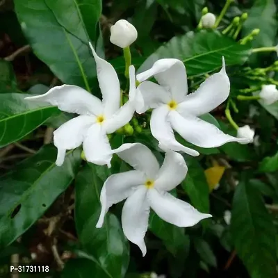 Jasmine Plant with White Blooms - Aromatic and Elegant-thumb0