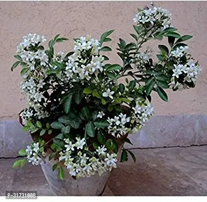 Fragrant Jasmine Plant - Ideal for Relaxation-thumb0