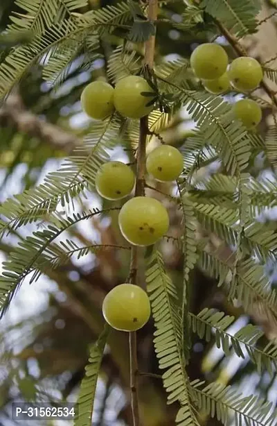 Fruit-Bearing Amla Tree - Heavy Producer-thumb2