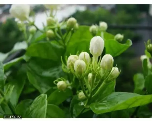 Jasmine Plant for Indoor Decor - Aromatic and Easy to Grow-thumb0