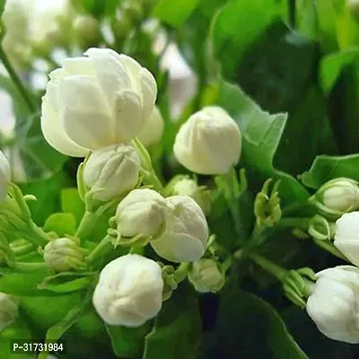 Healthy Jasmine Plant - Beautiful Blooms and Fresh Aroma-thumb0