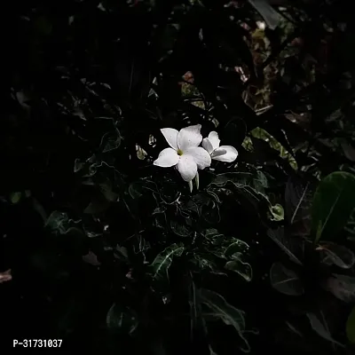 Healthy Jasmine Plant - Beautiful and Fragrant-thumb0