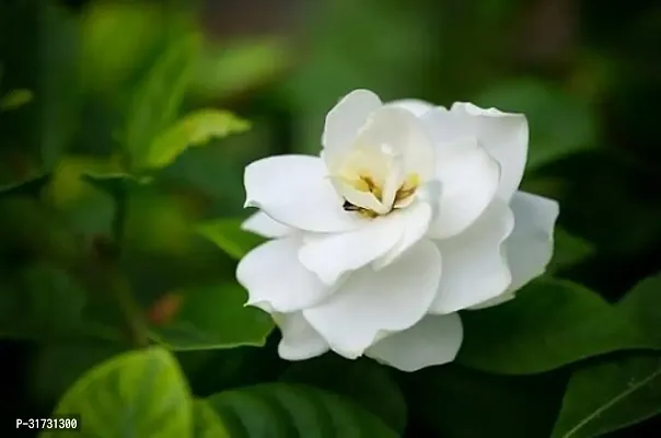 Jasmine Plant with White Flowers - Great for Aromatherapy-thumb0