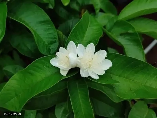 Seasonal Jasmine Plant for Blooms-thumb0