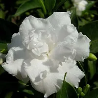 Healthy Jasmine Plant - Beautiful and Fragrant-thumb1