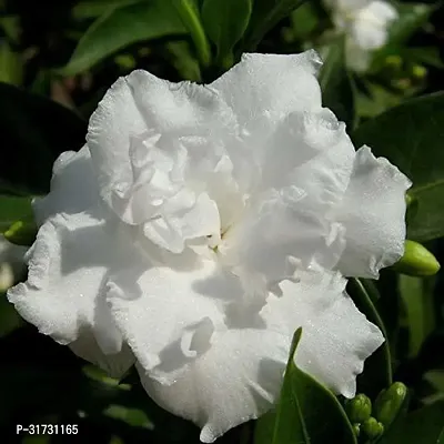 Healthy Jasmine Plant - Beautiful and Fragrant-thumb2