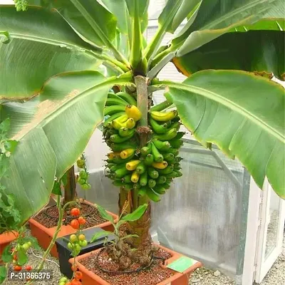 Fruiting Banana Tree - Enjoy Fresh Bananas at Home-thumb0