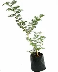 Elegant Shami Plant in Ceramic Pot-thumb1