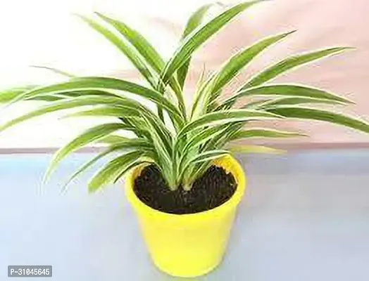 Chlorophytum comosum - Spider Plant in 4-Inch Pot-thumb2