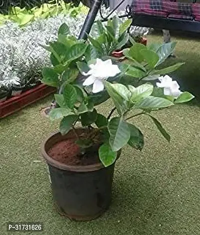 Jasmine Plant with Pot - Easy to Maintain-thumb0