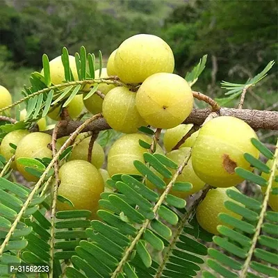 Hardy Amla Tree - Survives Harsh Winters-thumb0