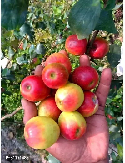 Hardy Ber Apple Tree - All Season Growth