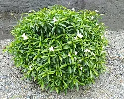 Jasmine Plant for Indoor Decor - Beautiful and Aromatic-thumb1