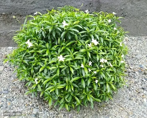 Jasmine Plant for Indoor Decor - Beautiful and Aromatic-thumb2