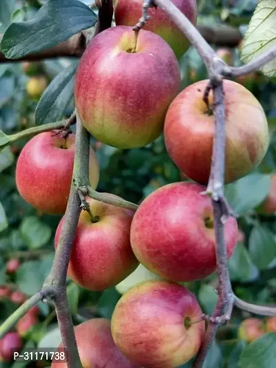 Thornless Ber Apple Plant - Child Safe-thumb0