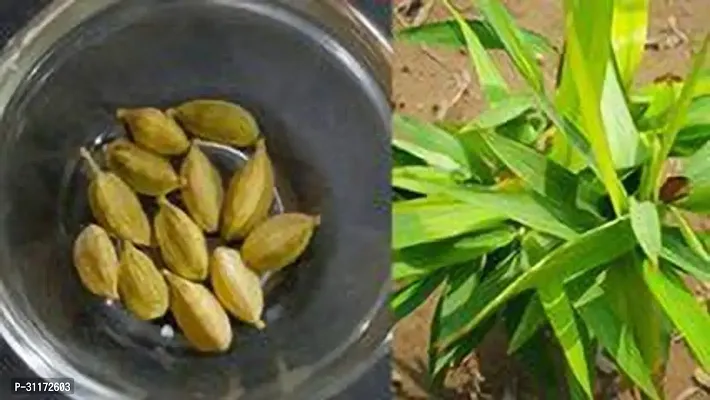 Cardamom Plant - Live Aromatic Herb-thumb0