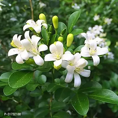 Jasmine Plant with Pot - Easy to Maintain-thumb0