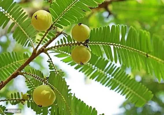 Drought-Resistant Amla Plant - Low Water Needs-thumb0