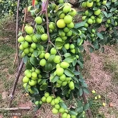 Early Maturing Ber Apple Tree-thumb0