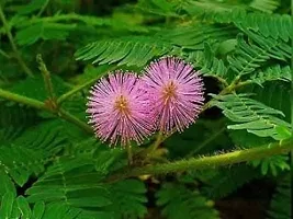 Prosopis Cineraria - Natures Gem-thumb1