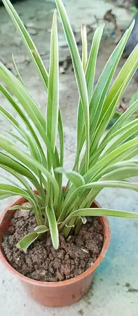 Healthy Spider Plant - Beautiful Indoor Decor-thumb1