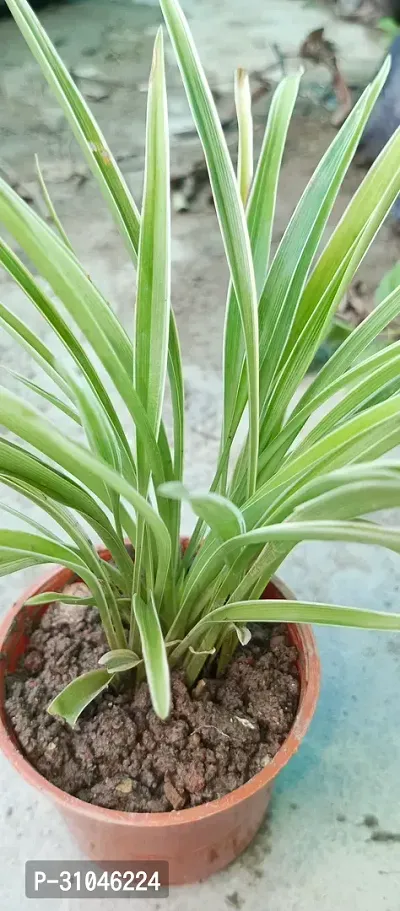 Healthy Spider Plant - Beautiful Indoor Decor-thumb2