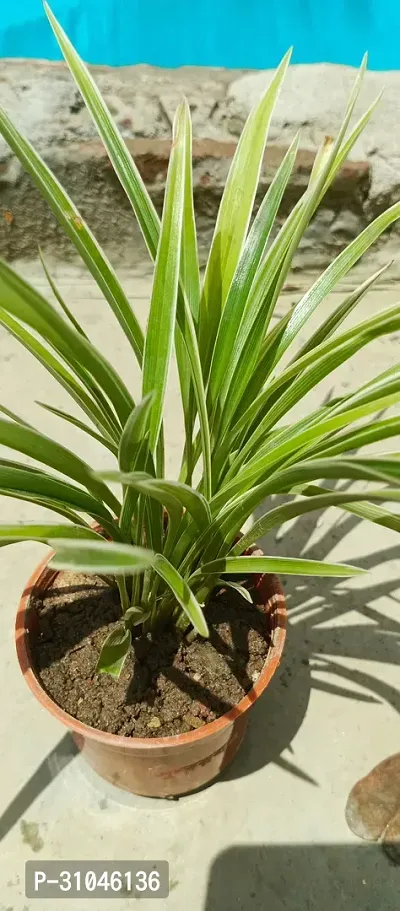 Chlorophytum comosum - Spider Plant in 4-Inch Pot-thumb3