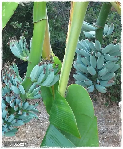 Rare Variegated Banana Plant - Unique and Colorful-thumb0