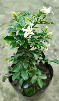 Potted Jasmine Plant - Perfect for Home and Garden Decor-thumb4