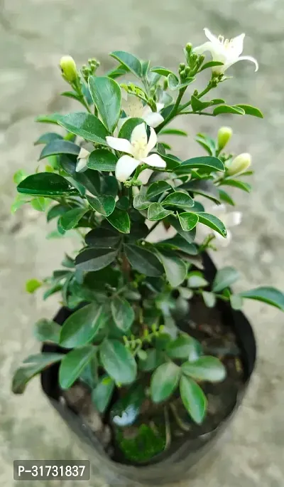 Potted Jasmine Plant - Perfect for Home and Garden Decor-thumb5