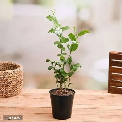 Live Jasmine Plant - Adds Beauty and Fragrance-thumb0