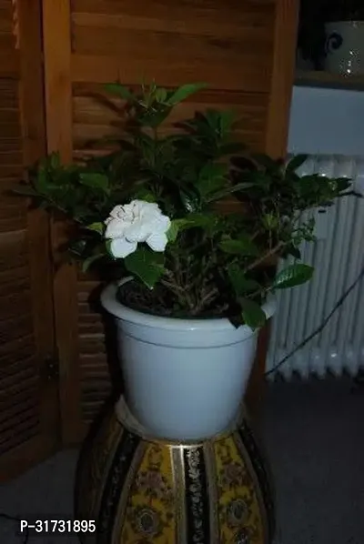 Live Jasmine Plant - Beautiful and Fragrant Blooms-thumb0