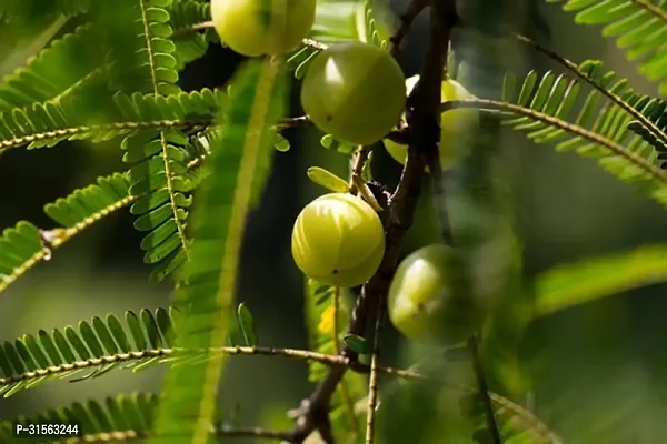 All-Natural Amla Sapling - Pure and Organic-thumb0