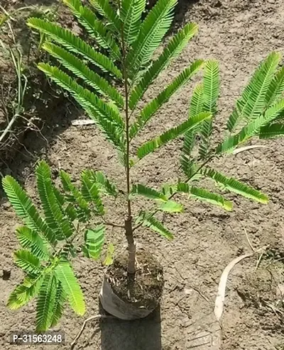 Thriving Amla Bush - Lush and Healthy-thumb0