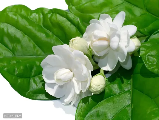 Fragrant Jasmine Plant - Ideal for Home and Office Decor-thumb0