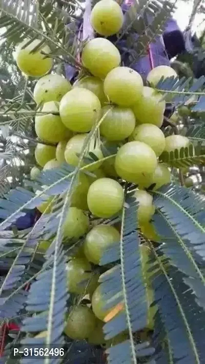 Hardy Amla Berry Plant - Easy to Grow-thumb0