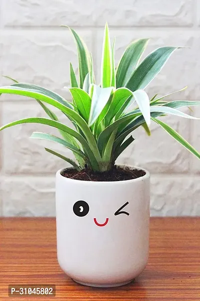 Healthy Spider Plant - Beautiful Indoor Decor-thumb0