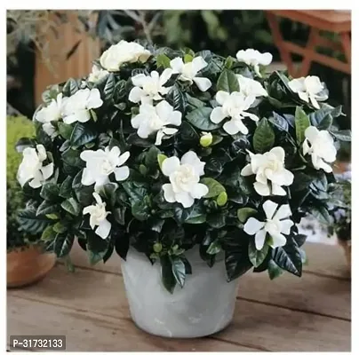 Live Jasmine Plant - Adds Freshness and Fragrance-thumb0