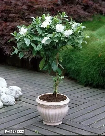 Jasmine Plant with White Flowers - Aromatic and Easy to Grow-thumb0